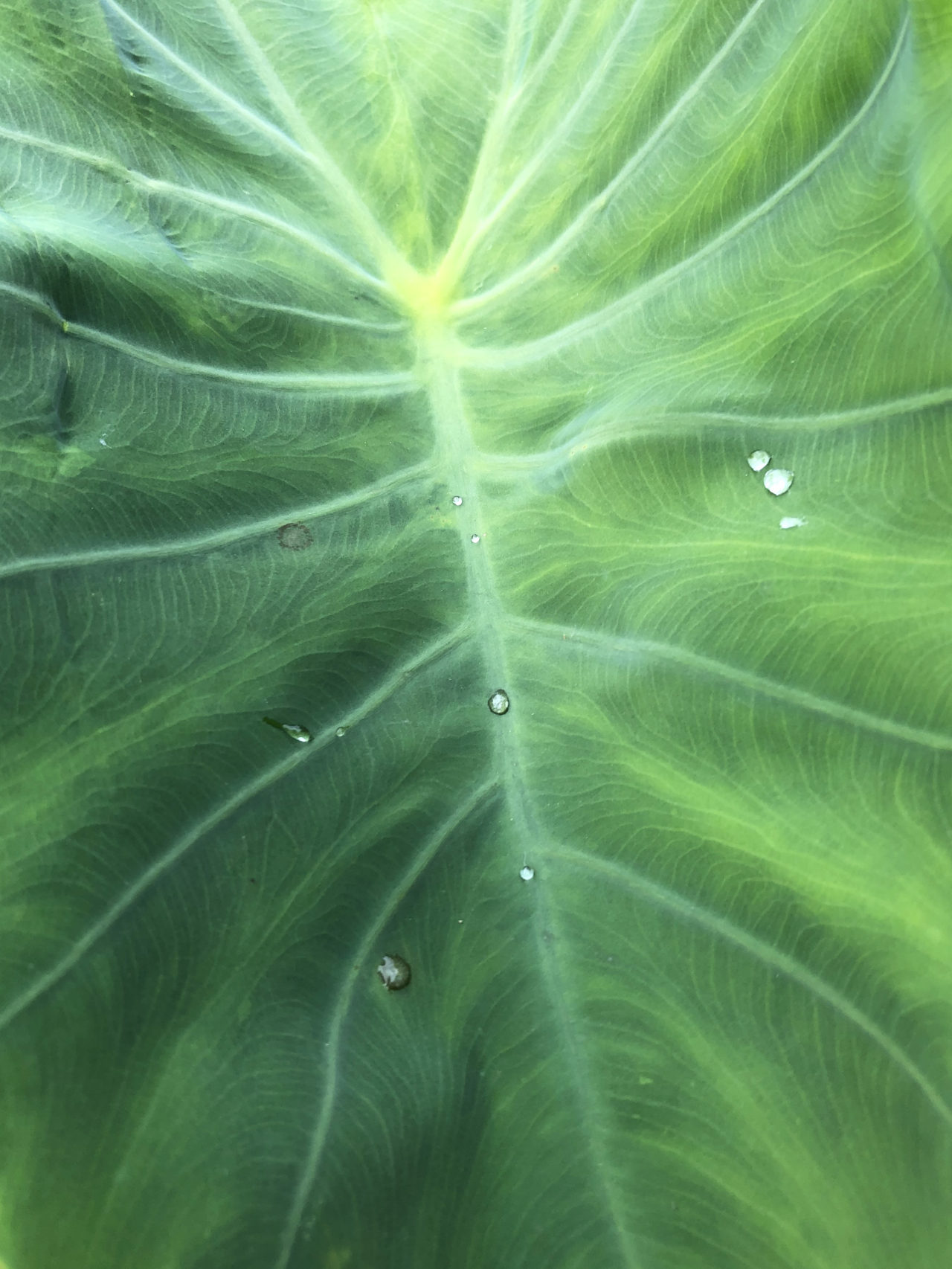 半島暮らし コラム 12 里芋の収穫 畑のある生活と住まい Same Picture Company